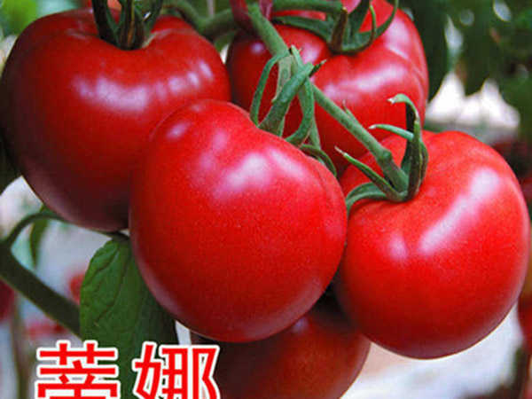 精品果**--荷兰进口