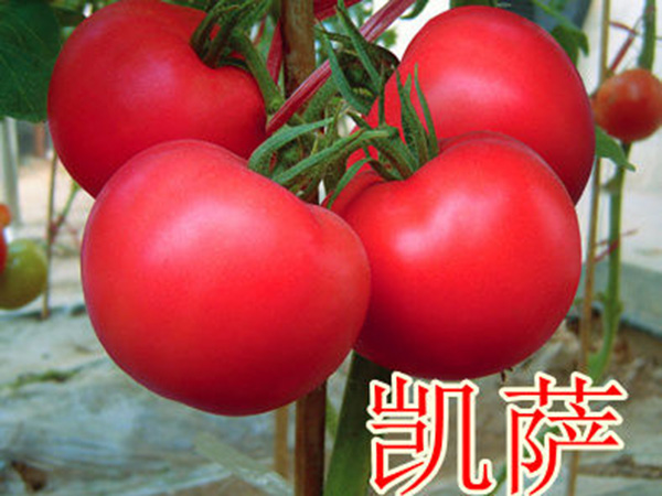 大粉果番茄--荷兰进口 —凯萨
