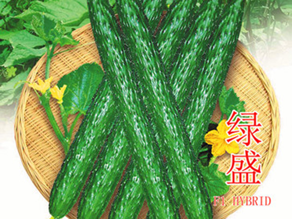 改良绿盛(油亮型)