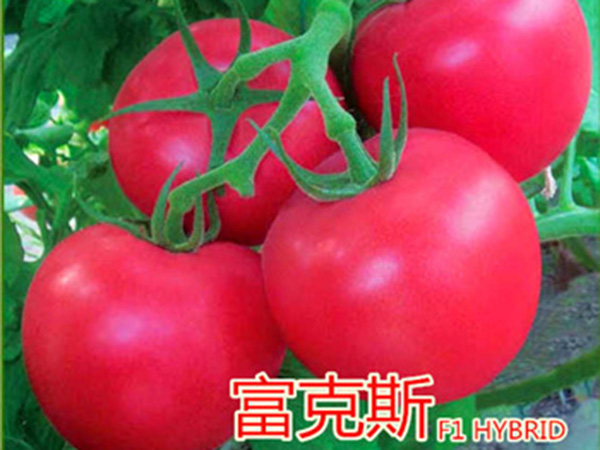 富克斯—粉果番茄