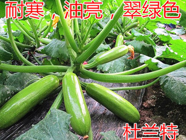 杜兰特