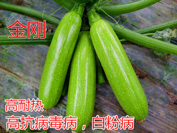 越夏**——金刚