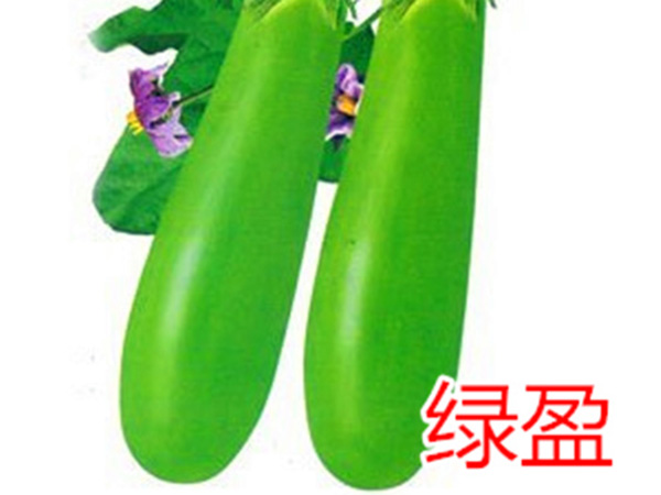 绿盈长茄