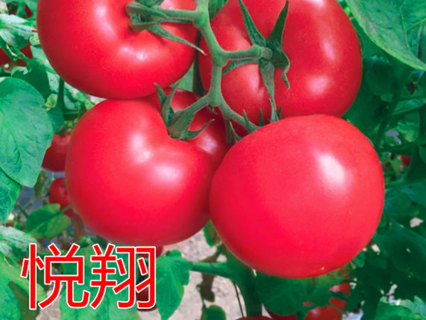 越夏粉果新标杆—悦翔