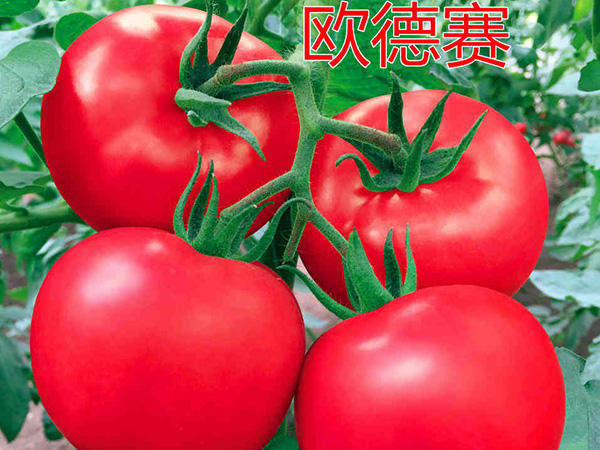 欧德赛—大粉果新标杆