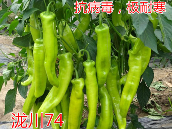 泷川74—极耐寒羊角椒