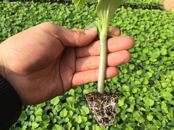 嫁接黄瓜苗