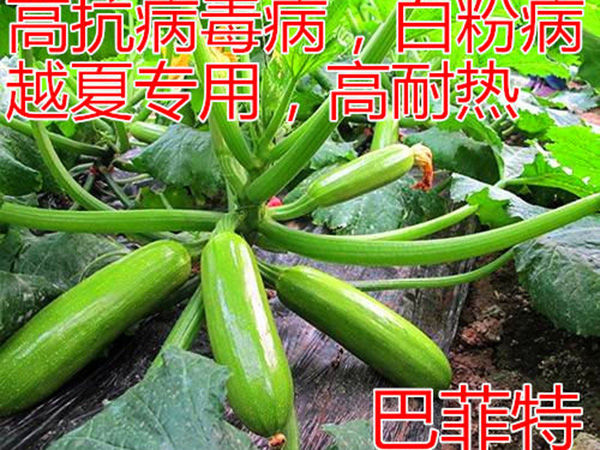 巴菲特