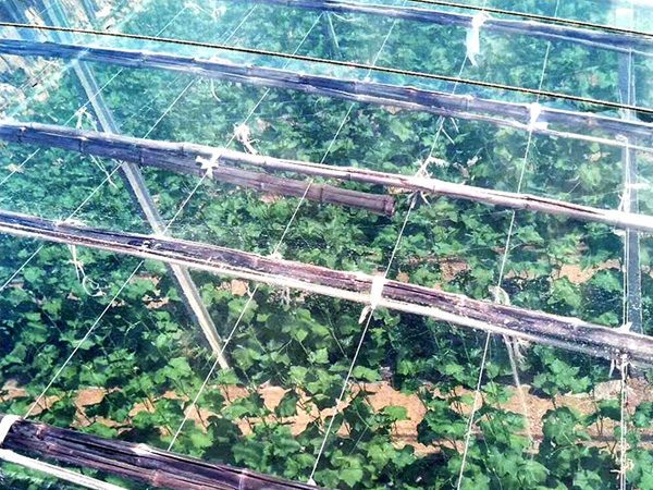 玻璃智能温室大棚适合种植哪些作物？